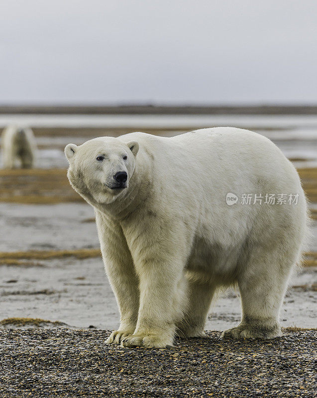 北极熊(Ursus maritimus)是一种土生土长的北极熊，主要生活在北极圈内，包括北冰洋及其周围的海洋和陆地。在巴特岛的海滩上等待着海水结冰以便捕猎海豹